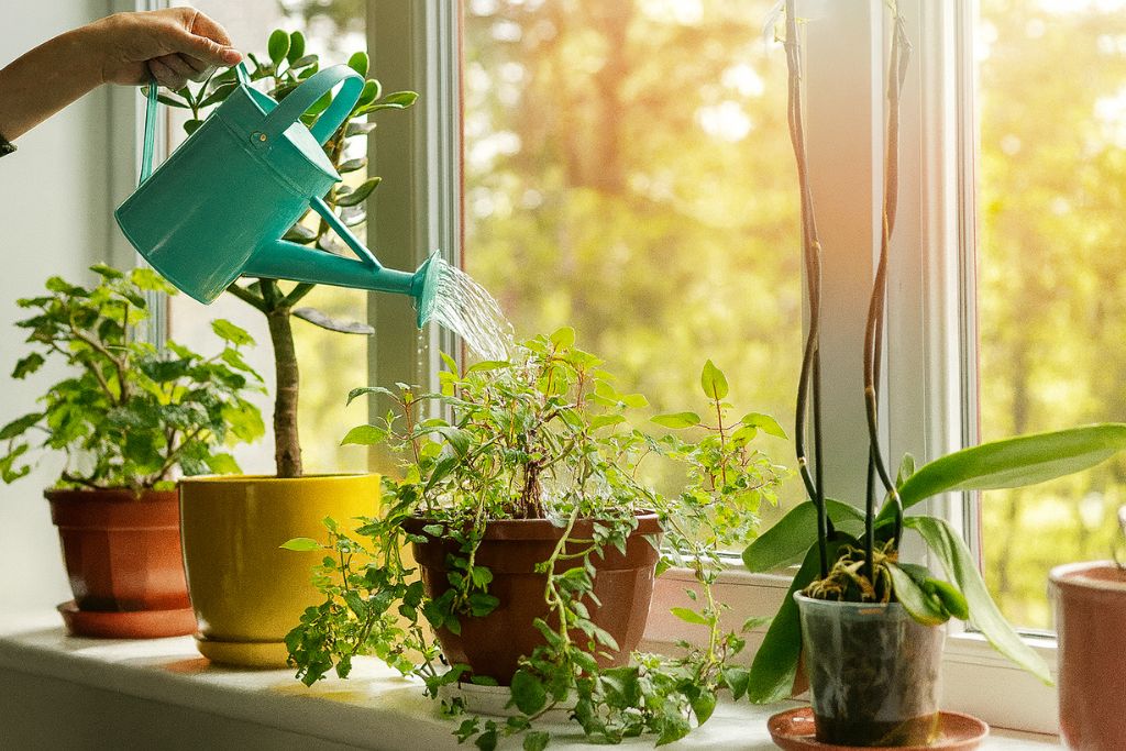 A hand waters potted houseplants on a sunny windowsill, with light streaming through the glass, illustrating how window tinting can block harmful UV rays while allowing the red and blue light plants need to thrive.