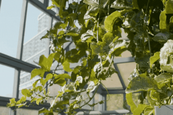 Green leafy vines growing inside a sunlit glass structure, with sunlight streaming through tinted windows that soften light and reduce heat, creating a plant-friendly environment.